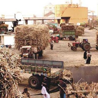 "Sweet Success: Pakistan's Sugar Industry and New Dadu Sugar Mills' Leading Role"